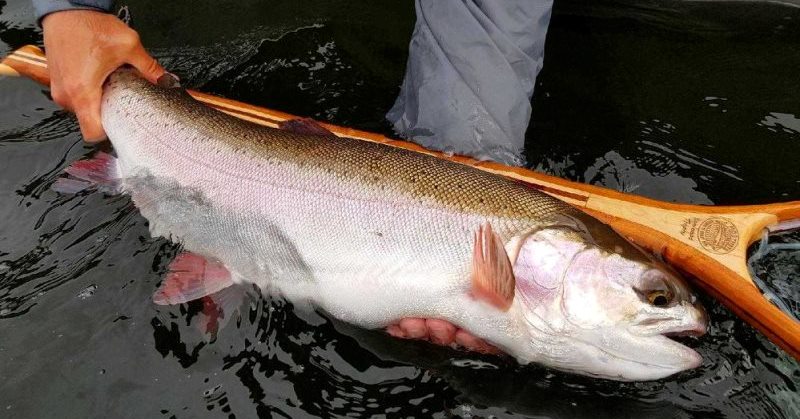 MOBY Steelhead