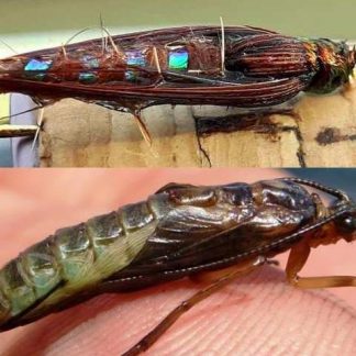 Kamloops Caddis Pupa Sedge Hot Spot Fly Comparison