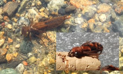 MC Hammer Dragon Dragonfly Nymph Fly Pattern - Brown