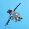Floater Boater Floating Water Boatman Fly Pattern - Bottom
