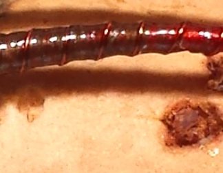 Mud & Blood Chironomid Pupa Fly