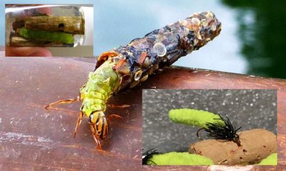 Caddis Larvae Moppet Naked Caddis Larvae Comparison