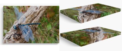 BCFLYGUYS Canvas Wall Art - Damselfly